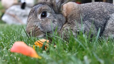 Rabbit relaxing