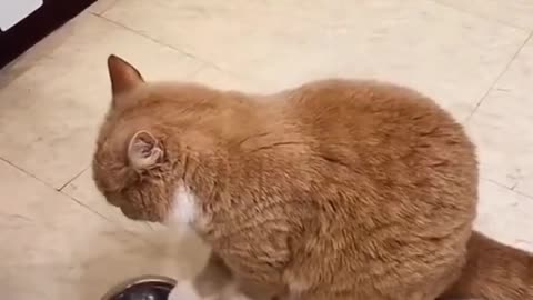 Booring cat | cat video