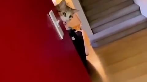 Funny cat reaction 🤣