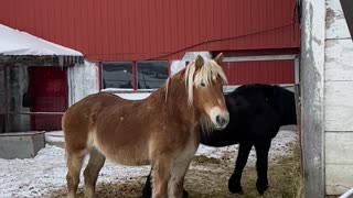 Belgian Draft Horse hanging out.