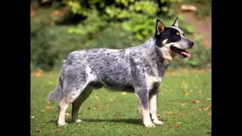 10 Interesting Facts about the Australian Cattle Dog