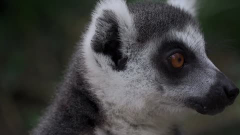 A Lemur Eating A Dried Leaf