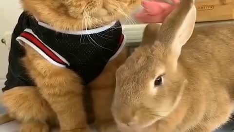 Angry 😾 Pussy & funny rabbit 🤣