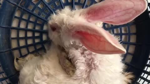 Rabbit clean by owners elf