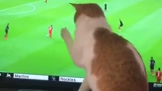 Cat wants to eat tv