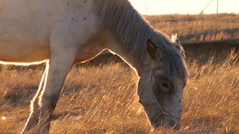 Beautiful horse eating grass on sunny summer evening on meadow