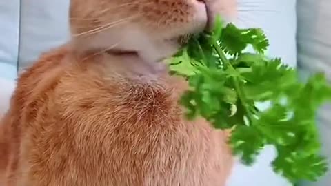 Rabbit Eating Food veg 🐇🐰 Green