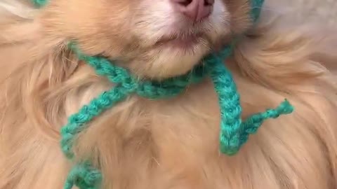 Fluffy Doggos with Hats Enjoy the Park