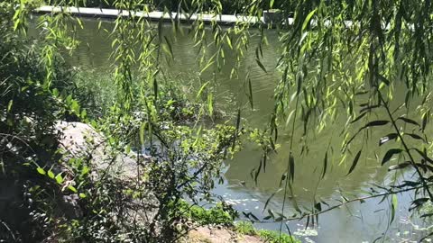 The weeping willows by the river waved in the afternoon sun