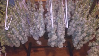 Hang Drying Cannabis For Over 2 Weeks - Showing Every Day - Days 1-16 [4K]