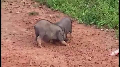 Pigs doing threesome - two male pigs fight over a female pig.