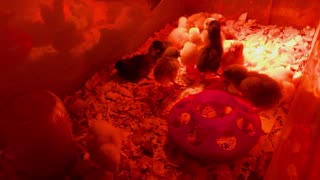 Chicks