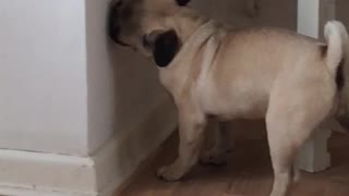 Hilarious Pug puppy kissing the wall!!