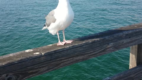 Seagull at Seal Beach CA pier