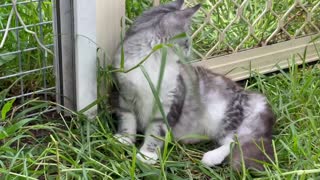 Coon cat playing