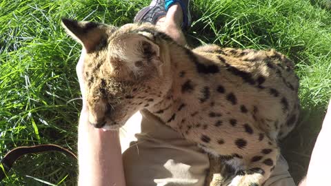 African Serval Cat is Super Friendly