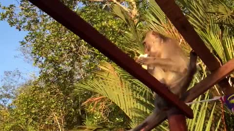 Monkey eating snack