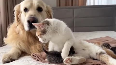 Respect dog for cat