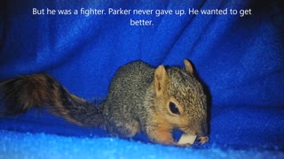Baby Squirrel aspirated so badly he sounds like a squeaky toy