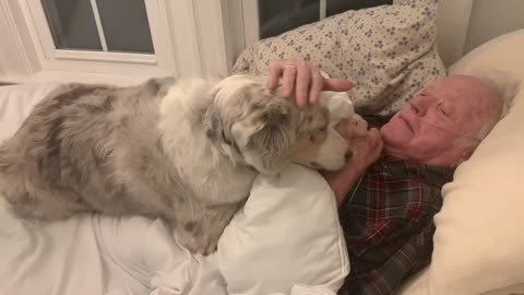 Sweet Australian Shepherd Cuddles & Comforts Great-Grandfather