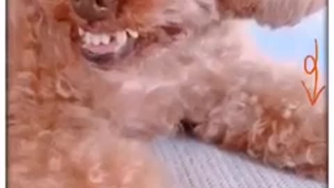 FUNNY VIDEO ABOUT ANIMALS FUNNY DOG