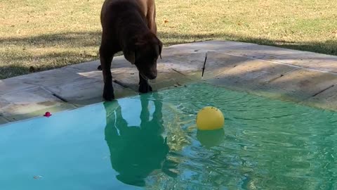 Patient Pup Won't Get Wet