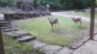 Rehabilitated deer returns from wild to visit caretaker
