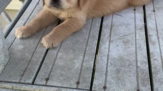 Puppy learns the stairs