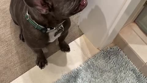 French Bulldog Meatball just hates the blow dryer