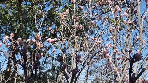 cherry blossom in Texas #cherryblossom #balconyview #beautifulafternoon