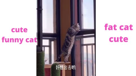 fat cute cat and funny moments