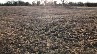 Man captures huge field full of spiderwebs