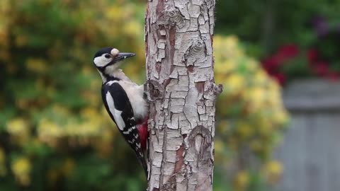 Woodpecker Great spotted نقار الخشب