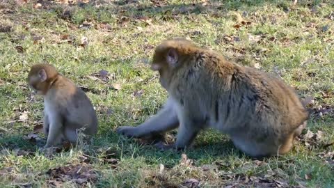 monkey baby and her mom grazing