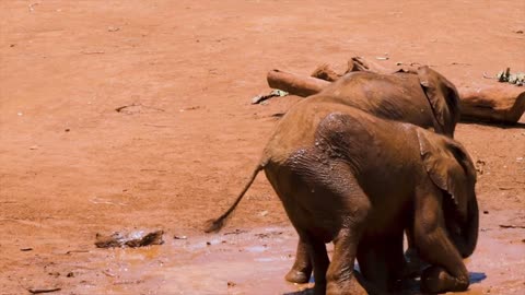 Baby Elephants Playing In The Mud