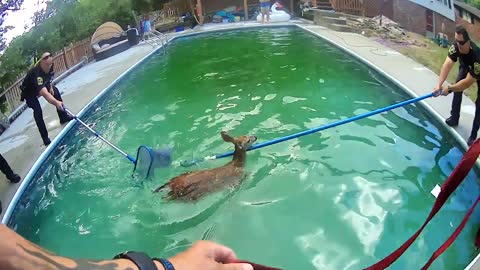 Two Baby Deer “Cheer” After Officers Rescue Them From Pool