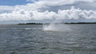 Dolphin Jumping Display