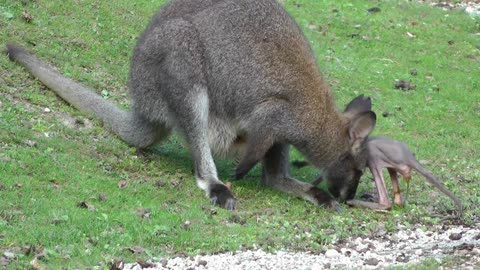 Känguru ist aus dem Beutel gefallen