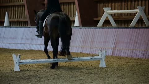 Horse in training timidly climbs over tiny-bar obstacle inside indoor arena