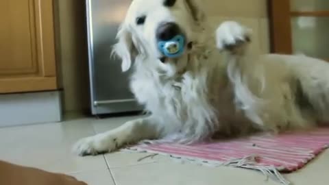 Golden Retriever refuses to give up pacifierggdf