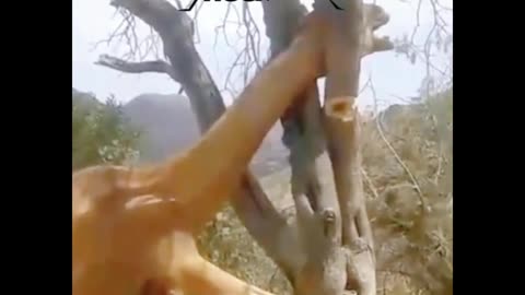 Is this a giraffe's head stuck in a tree branch?