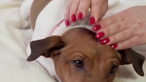 Dog massage in home🥰