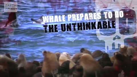 Killer Whale vs Sea Lion | Deadliest Showdowns | BBC Earth Unplugged
