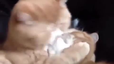 Cat funny 😍😍kiss video