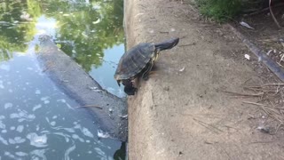 Turtle Struggles To Climb