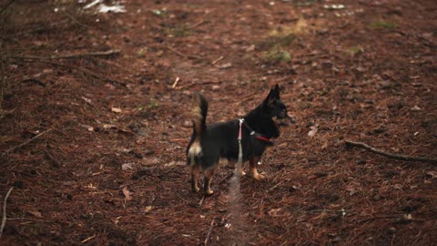 Most Funny and Cute puppy