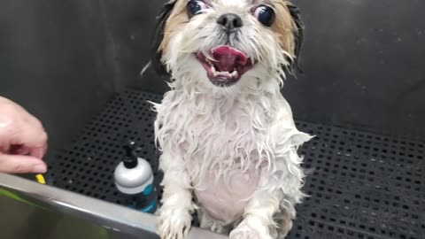 Bath Time With Rosie (Featuring Rosie The Shihtzu)