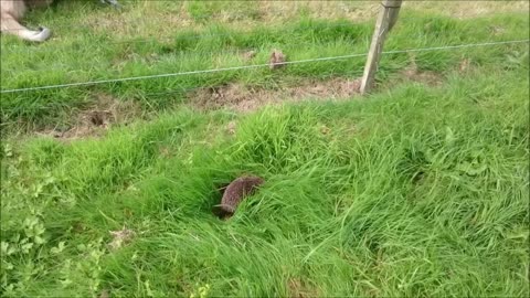 FUNNY GIBBON FREAKS OUT OVER HEDGEHOG