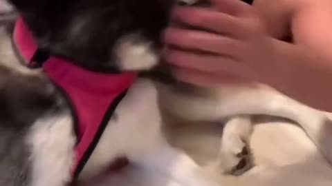 Husky Says ‘Happy Birthday’ To Her Dad! (SO CUTE) 😍