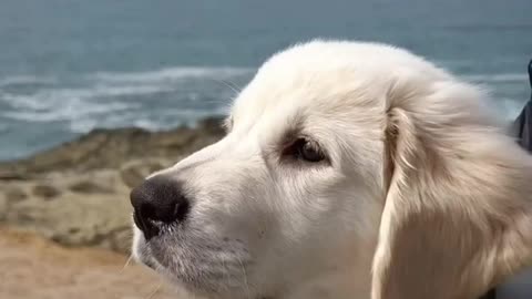 Dog meets the beach